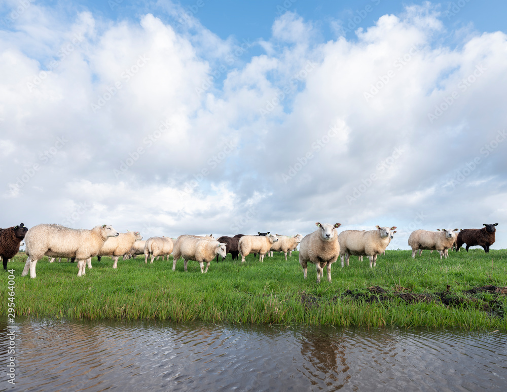 flock of sheep in green grassy meadow behind canal with reflections of sky in holland flock of sheep in green grassy meadow behind canal with reflections of sky in holland