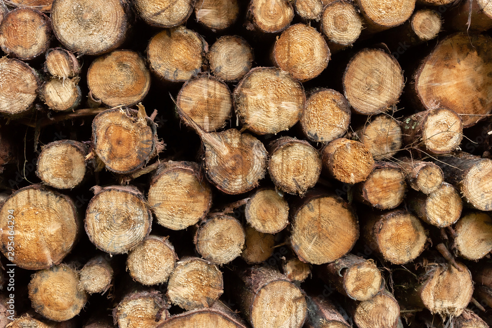 Pile of wood logs ready for winter Pile of wood logs ready for winter