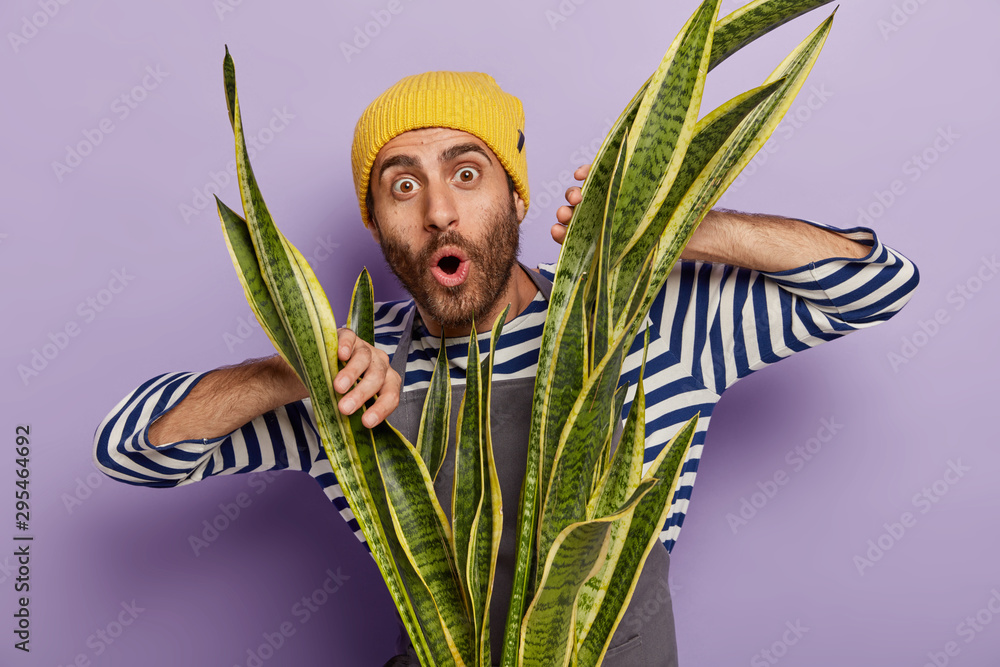 Φωτογραφία Photo of impressed unshaven man keeps hands on green sansevieria plant, has astonished look, wears striped jumper and yellow hat, isolated over purpe background