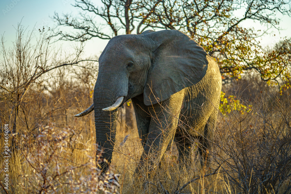 Fototapeta premium elephant in kruger national park, south africa 1