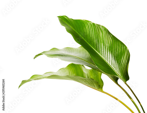 Calathea foliage, Exotic tropical leaf, Large green leaf, isolated on white background with clipping path photo