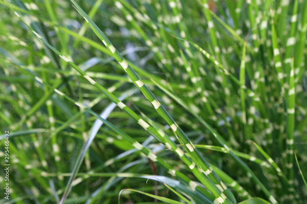 Green grass, whose leaves have white layers Green grass, whose leaves have white layers