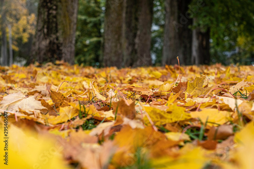 autumn, colorful green and yellow leaves on blurred background