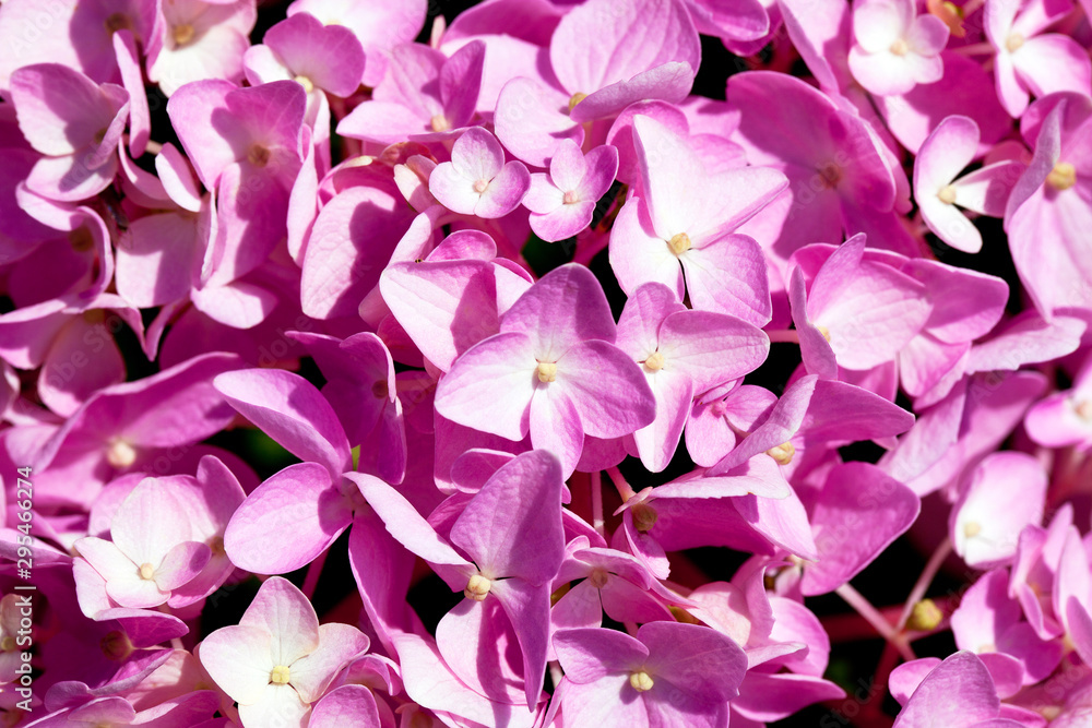 Background of flowers of pink hydrangea, close up