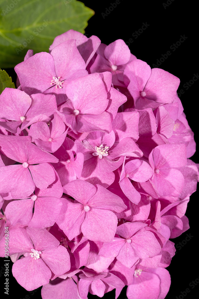 Single flower of pink hortensia on black background, close up