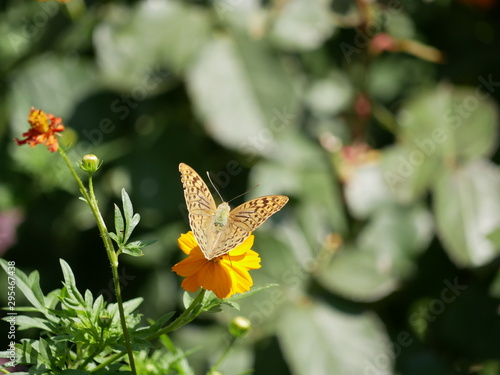 A large orange butterfly great spangled fritillary on an orange flower.  silver-washed fritillary on a flower bed in the Park on a Sunny summer day. Argynnis paphia. photo