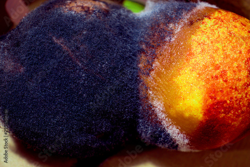 Two spoilt nectarine fruits with black and white mold. Close-up. In a catron box. photo