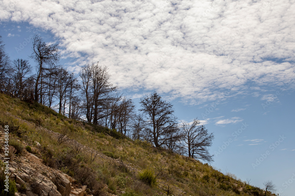 Obraz premium Burned pine trees over blue sky with white clouds.