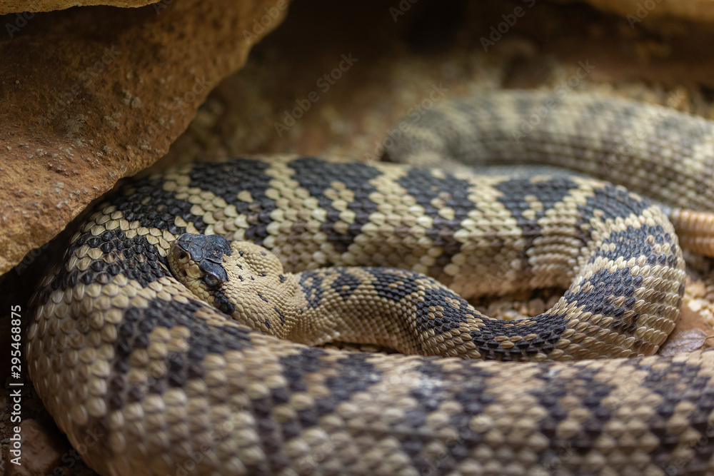 The Northwestern Neotropical rattlesnake is characterised by its large size, pronounced vertebral ridge , and a highly potentent venom. Crotalus culminatus. The Northwestern Neotropical rattlesnake is characterised by its large size, pronounced vertebral ridge , and a highly potentent venom. Crotalus culminatus.