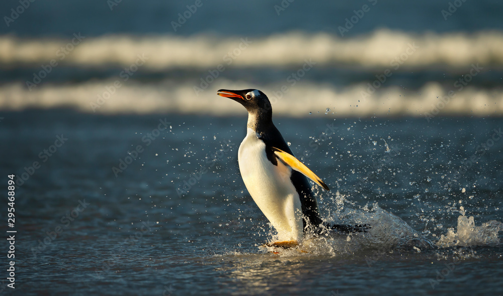 Naklejka premium Gentoo penguin coming ashore from stormy ocean