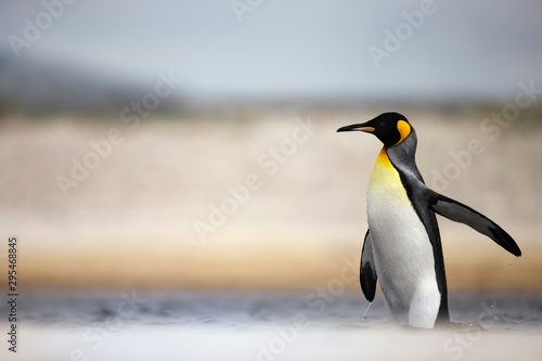 Close up of a King penguin in water