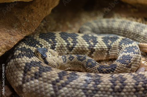 The  Northwestern Neotropical rattlesnake is characterised by its large size, pronounced vertebral ridge , and a highly potentent venom. Crotalus culminatus.