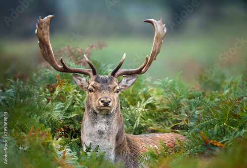 Close up of a Fallow deer in fern photo