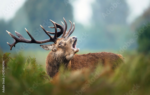 Red deer stag calling during rutting season in autumn