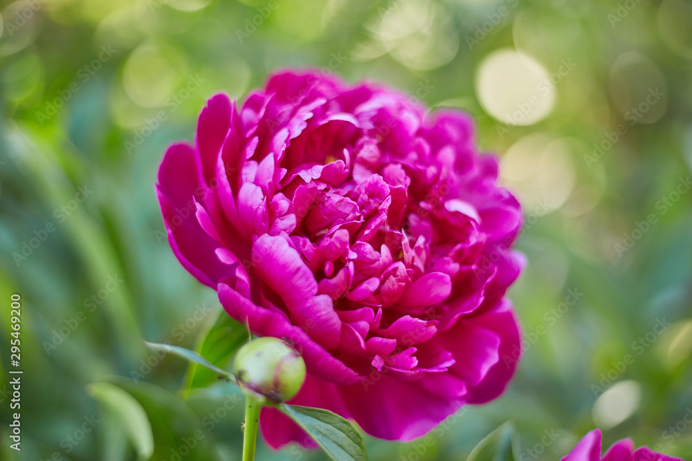 Abstract background of natural flowers, a red peony flower close-up Abstract background of natural flowers, a red peony flower close-up