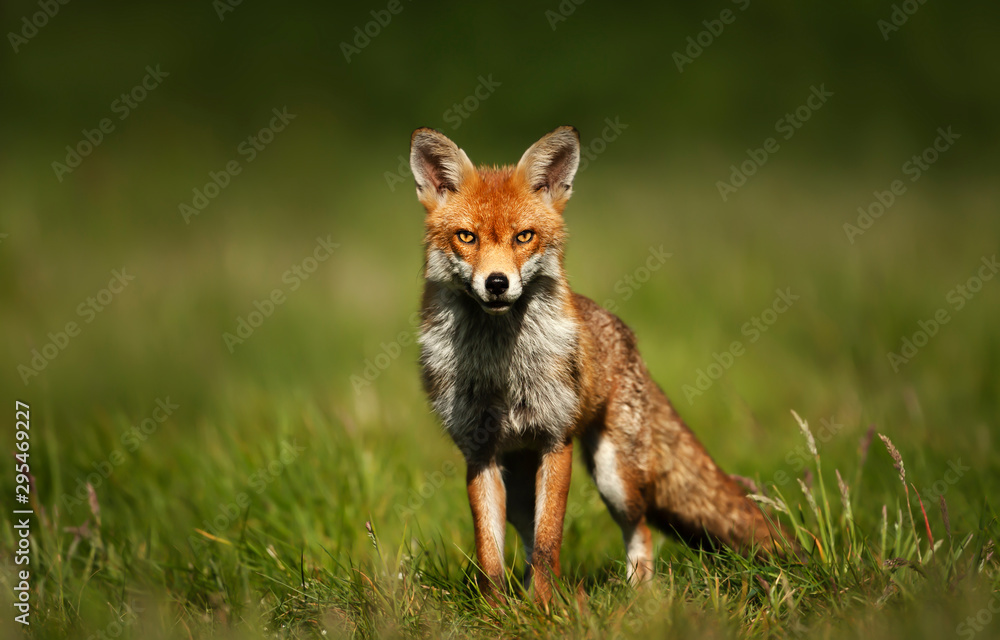 Close up of a Red fox standing in green grass - obrazy, fototapety, plakaty 