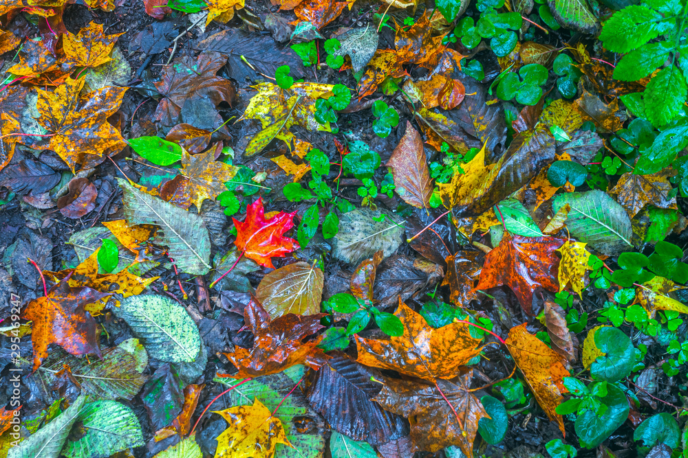 Colorful backround image of wet fallen autumn leaves perfect for seasonal use