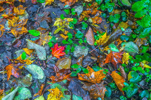 Colorful backround image of wet fallen autumn leaves perfect for seasonal use
