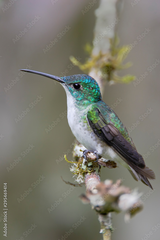 Fototapeta premium Andean Emerald (Amazilia franciae) sitting on branch in Alambi cloud forest, Ecuador