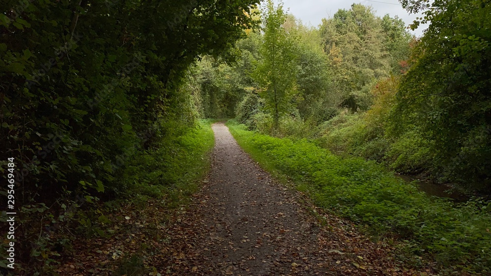 Naklejka premium Forest path