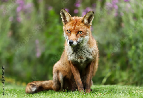 Close up of a red fox in a garden