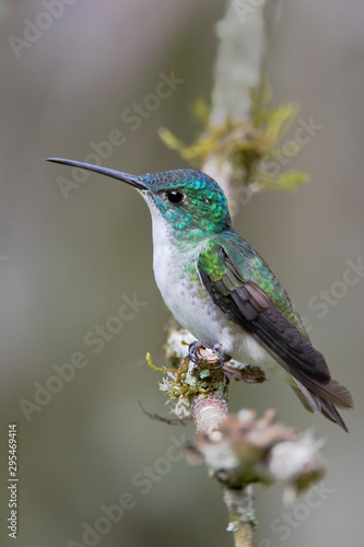 Andean Emerald (Amazilia franciae) sitting on branch in Alambi cloud forest, Ecuador