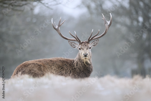 Close-up of a red deer stag in winter © giedriius