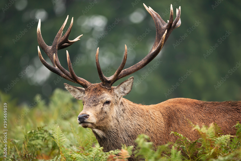 Obraz premium Red deer stag during rutting season in autumn