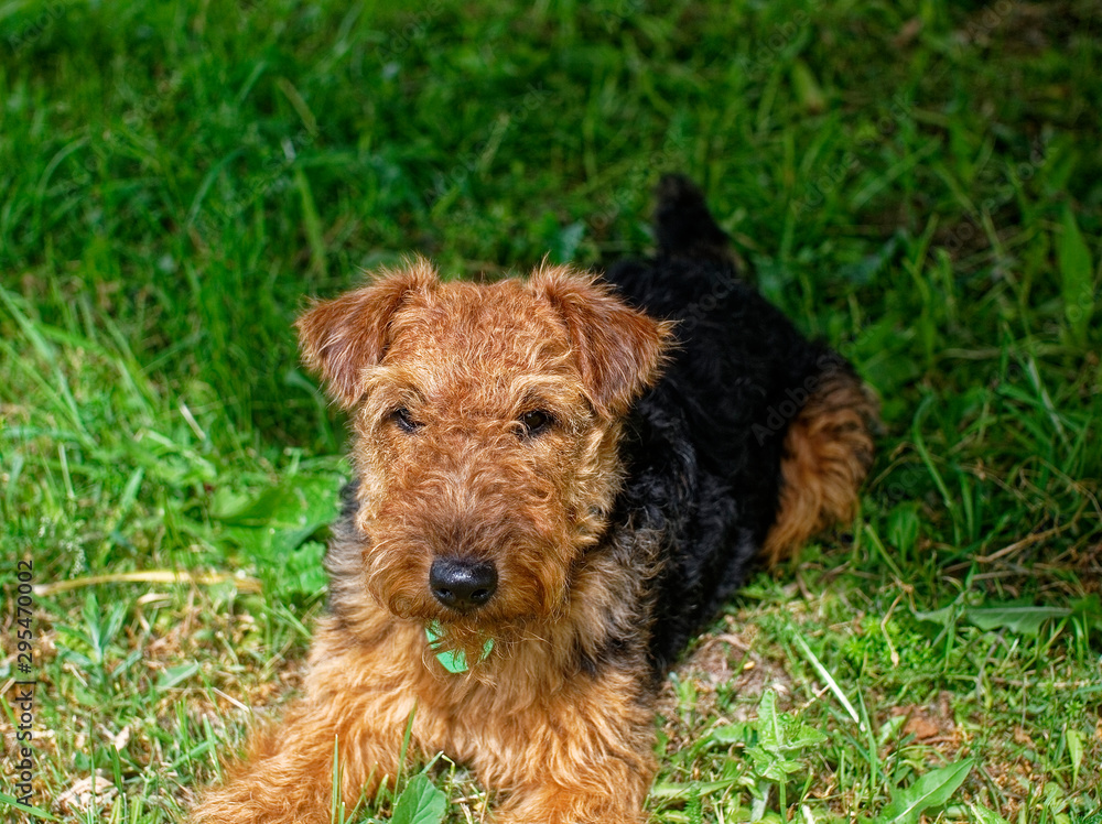 Welsh Terrier summer in the country, Russia.