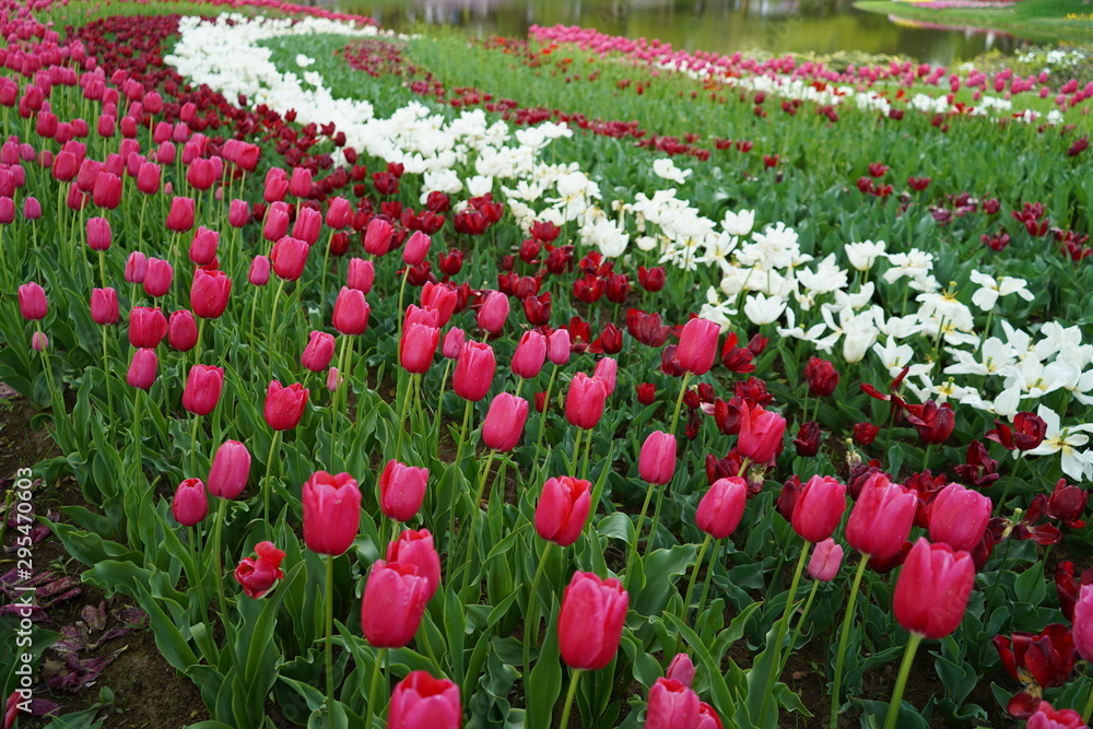 春の公園にて