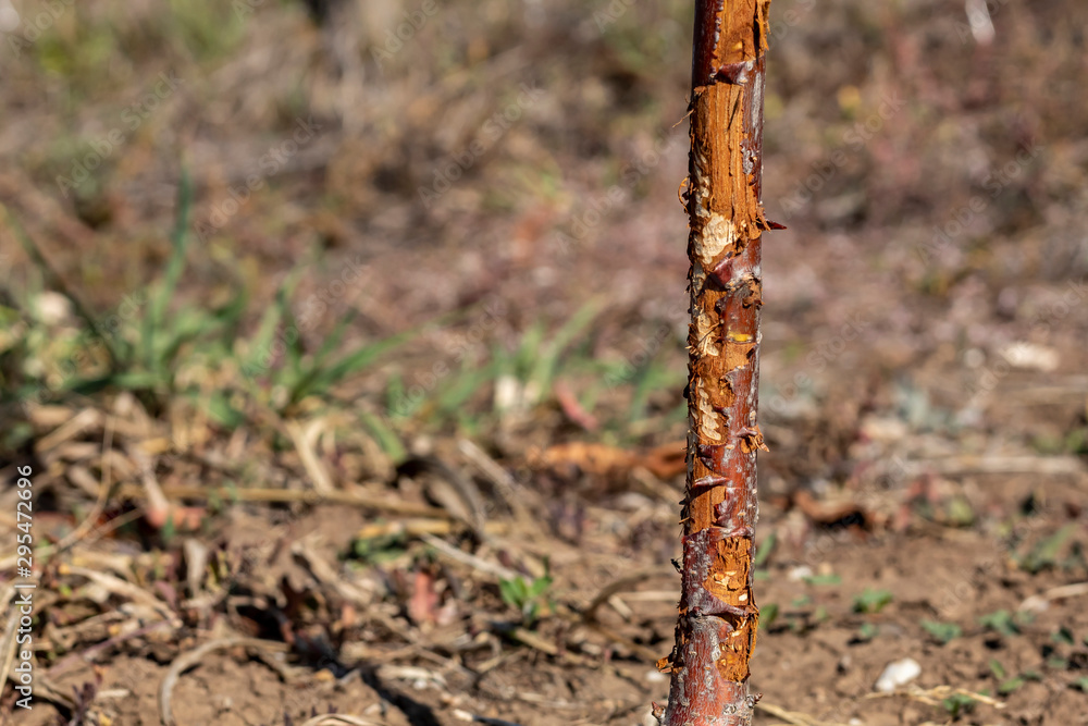 One Year Old Sweet Cherry Tree Damaged by Wild Rabbit One Year Old Sweet Cherry Tree Damaged by Wild Rabbit