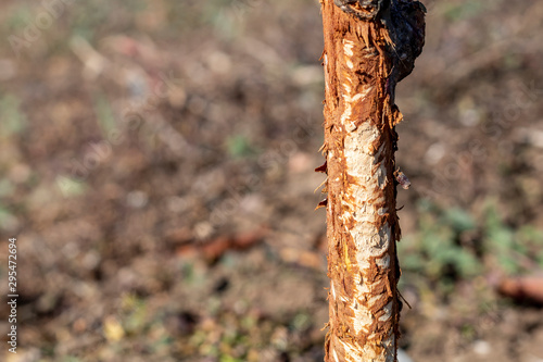 One Year Old Sweet Cherry Tree Damaged by Wild Rabbit