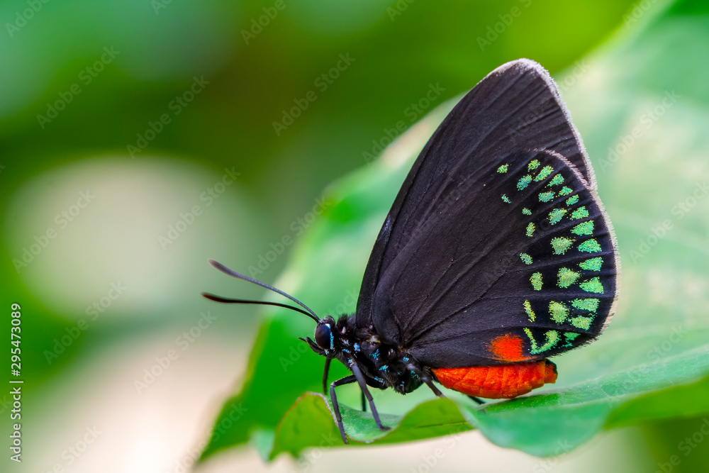 Closeup beautiful butterfly in a summer garden Closeup beautiful butterfly in a summer garden