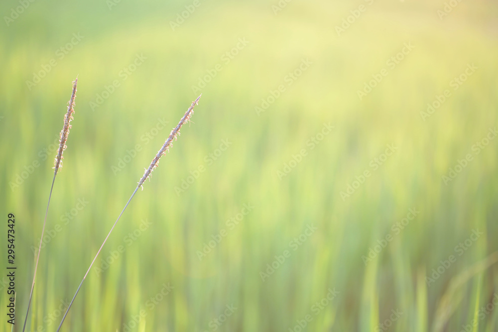 Fototapeta premium Flower grass in rice field 