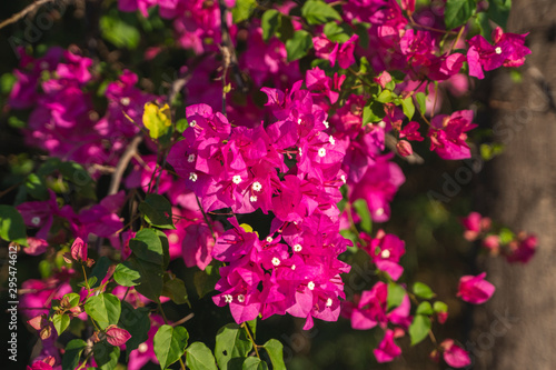 Beautiful pink flowers that grow on a tree.