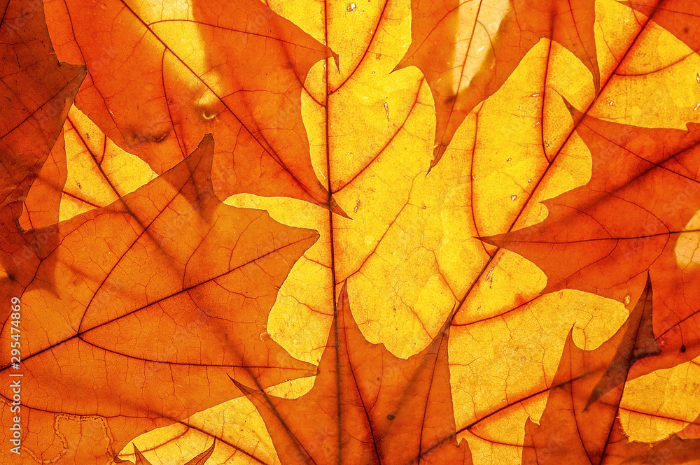 Autumn leaves on clearance. Studio photo, top view large. Colorful background texture banner. Close-up image Autumn leaves on clearance. Studio photo, top view large. Colorful background texture banner. Close-up image