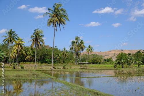 Indonesia Sumba - rice fields horizontal format
