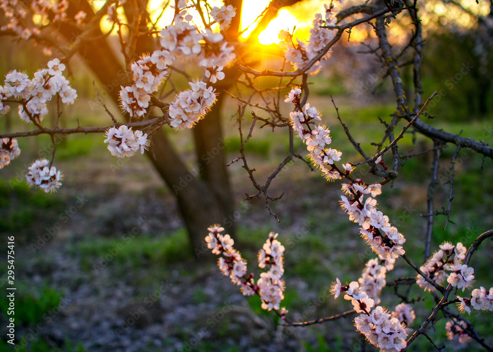 Beautiful blooming apricot tree branch with white flowers growing in a garden on sunset. Spring nature.