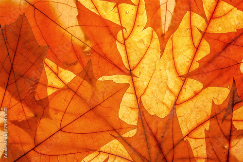 Autumn leaves on clearance. Studio photo  top view large. Colorful background texture banner. Close-up image