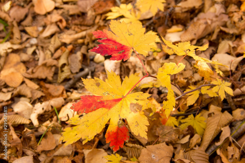 Obraz premium Colored maple leaves among the colorful autumn forest.