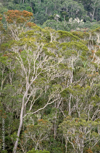 forêt primaire tropicale, Parc National Andasibé Mantadia, Madagascar