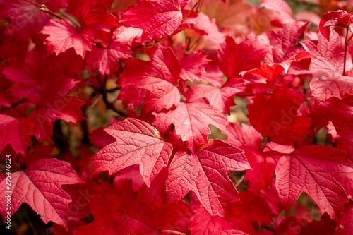 Red viburnum leaves. Autumn sunny day. October. Background.