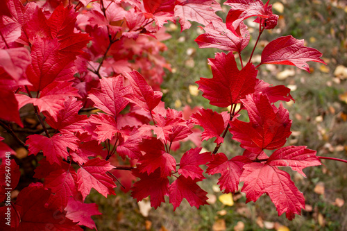 Red viburnum leaves. Autumn sunny day. October. Background.