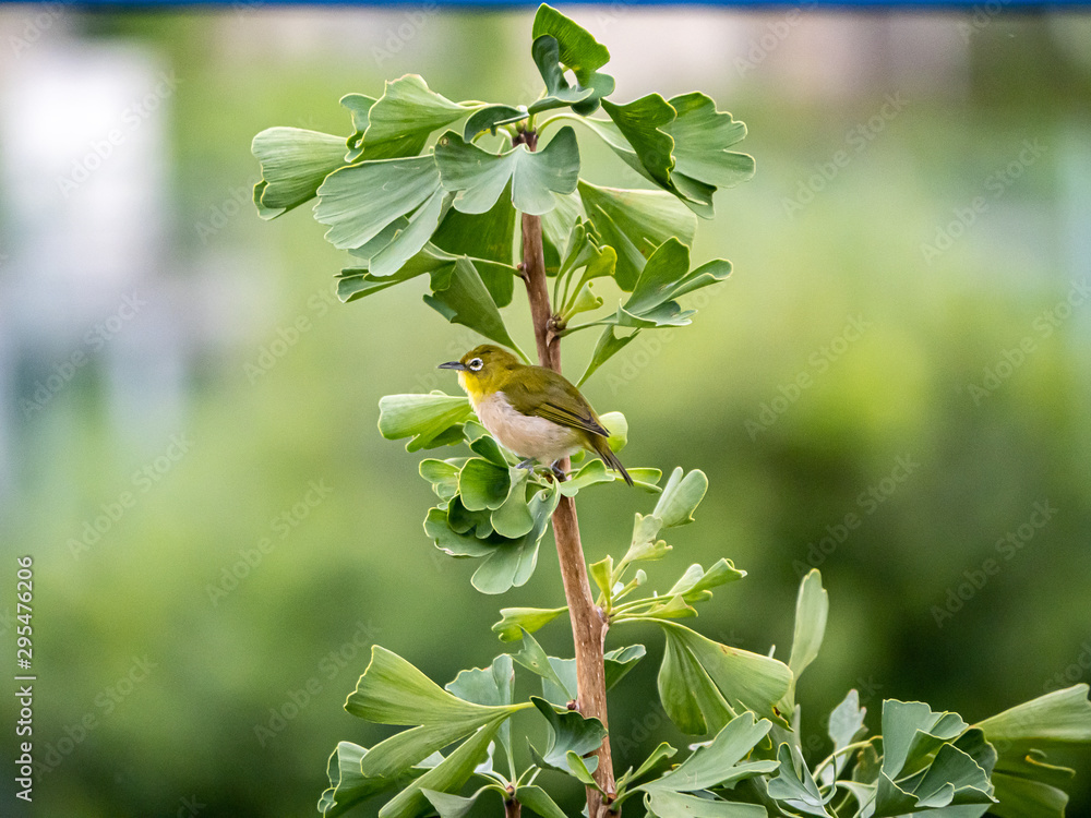 Obraz premium Japanese warbling white-eye in a ginkgo tree 1