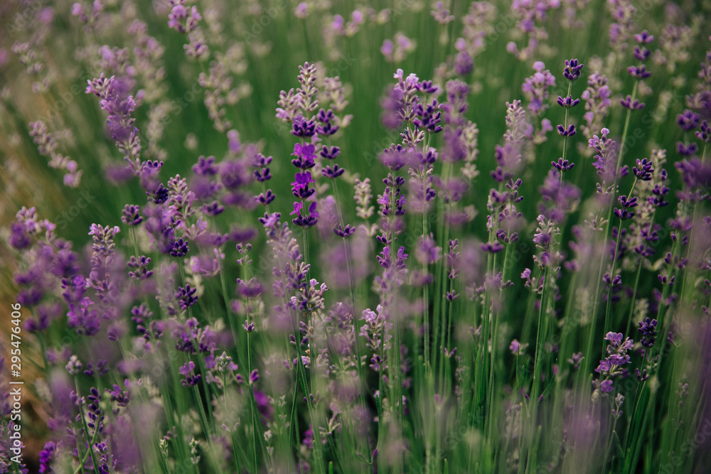 Fototapeta premium large lavender flowers in a lavender field