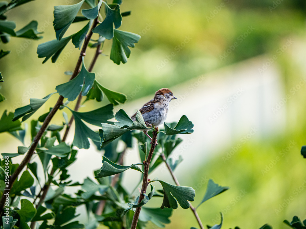Fototapeta premium Eurasian tree sparrow passer montanus in ginkgo tree 10