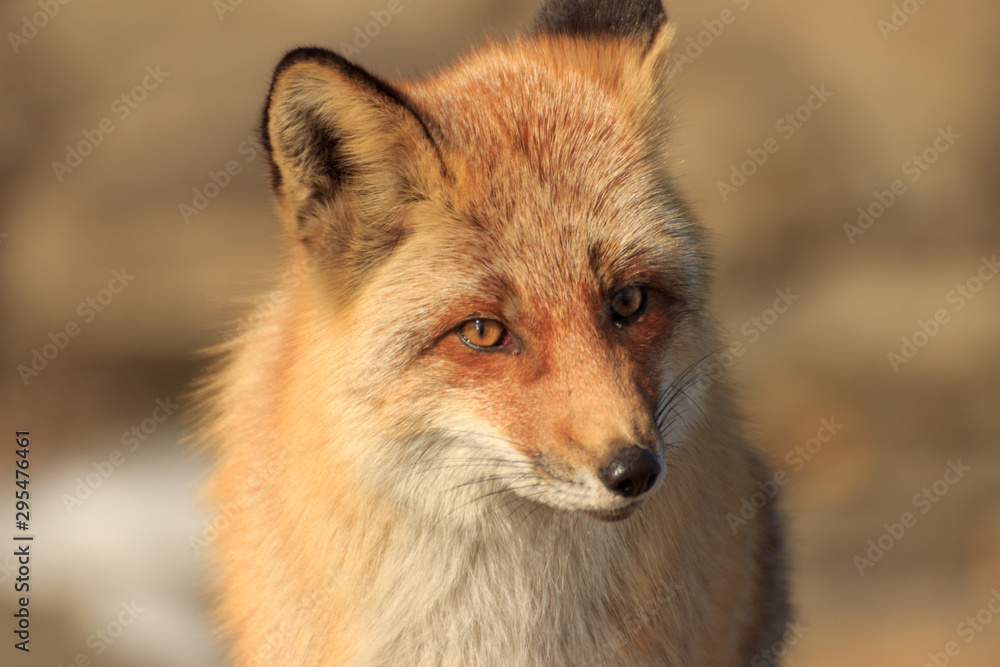 Portrait of a fox (Vulpes vulpes) in the autumn forest .on cape Tobizina, Russian island, Vladivostok. Portrait of a fox (Vulpes vulpes) in the autumn forest .on cape Tobizina, Russian island, Vladivostok.