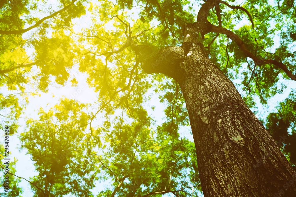 Bottom View of Big Tree Background with Light Leak. Bottom View of Big Tree Background with Light Leak.