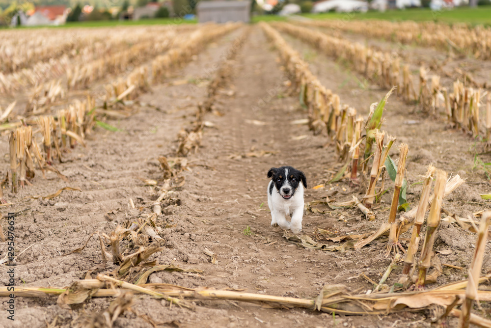 Small cute Jack Russell Terrier puppy dog is running over an acre in season autumn. Pup is 2 months old Small cute Jack Russell Terrier puppy dog is running over an acre in season autumn. Pup is 2 months old