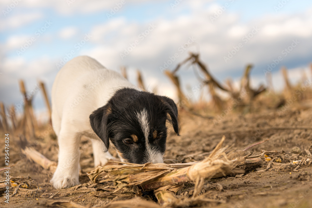 Cute small Jack Russell Terrier puppy on a field in autumn season. Dog eats a corncob. Pup is 2 months old